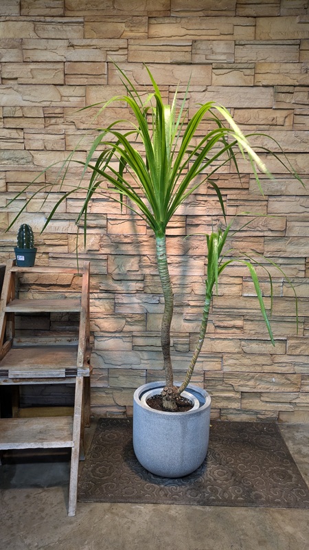 ドラセナ・カンボジアーナA923