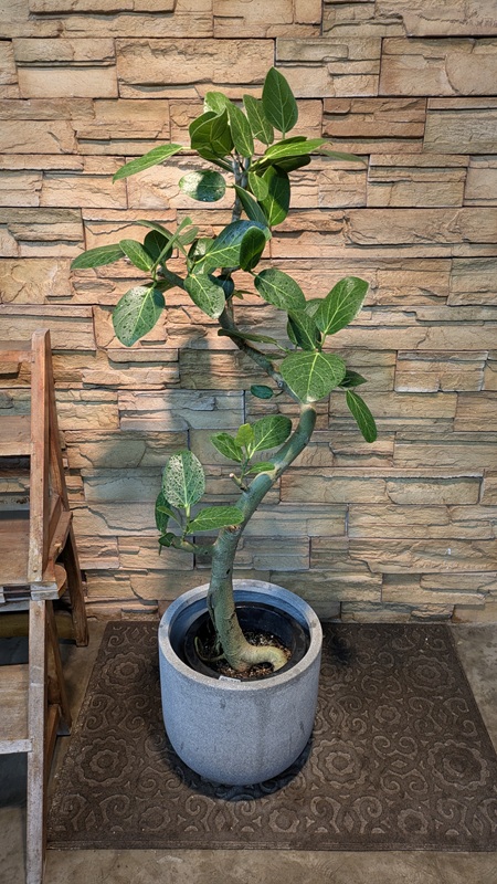 ベンガレンシスA924