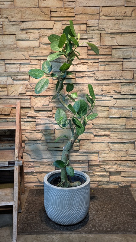 ベンガレンシスA925