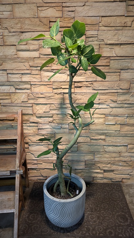 ベンガレンシスA926