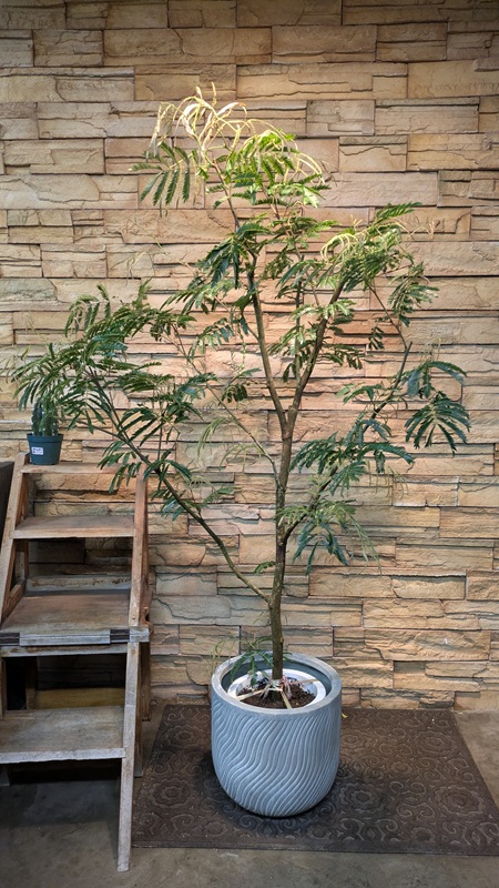 エバーフレッシュA927