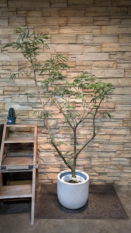 エバーフレッシュA928