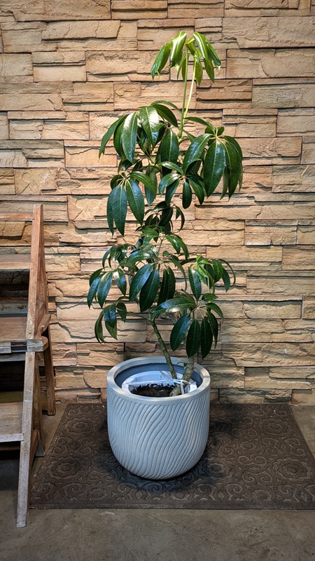 ツピタンサスA929