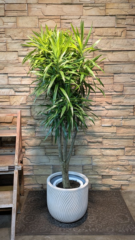 ドラセナ・ナビーA930