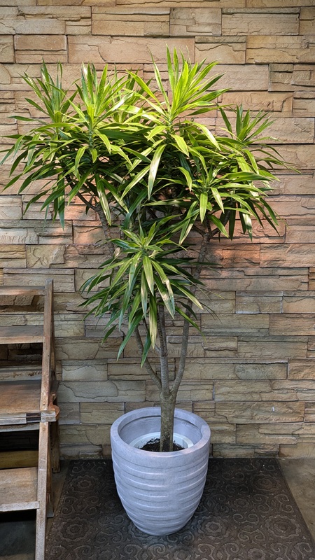 ドラセナ・ナビーA931