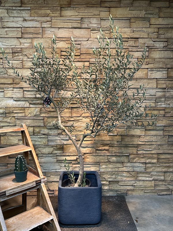 オリーブ・マンザニロA624