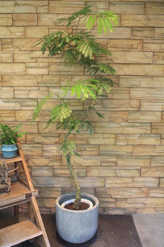 エバーフレッシュ457｜観葉植物専門店「ワールドガーデン」