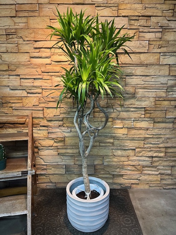 ドラセナ・ナビーA830