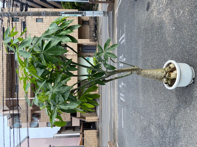 大鉢】観葉植物一覧｜都内最大級の観葉植物専門店「ワールドガーデン」