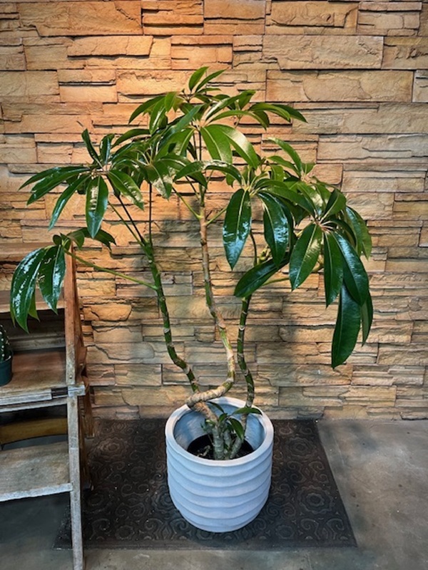 ツピタンサスA831