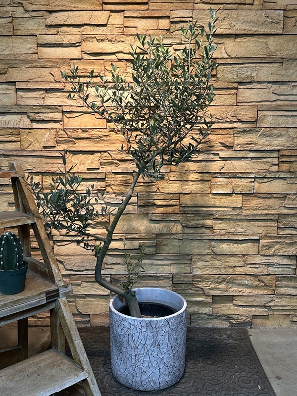 オリーブ・マンザニロA620