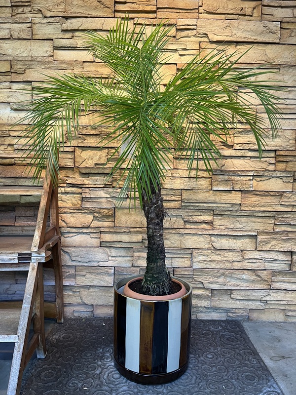 フェニックスロべレニーA869