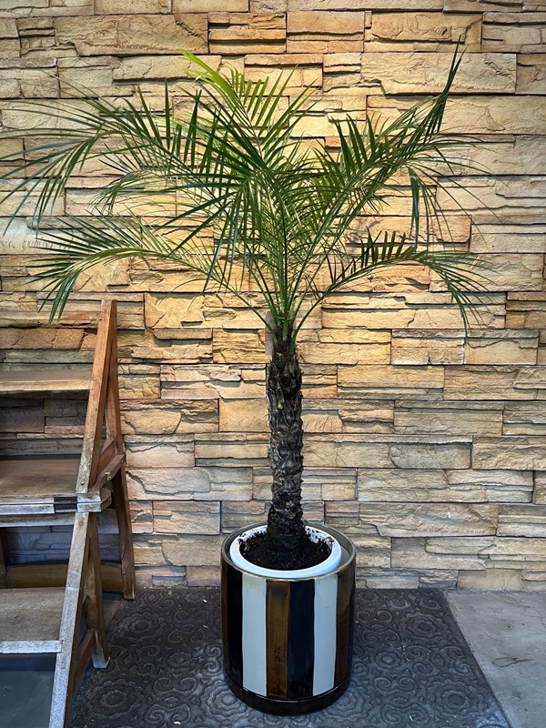 フェニックス・ロべレニーA870