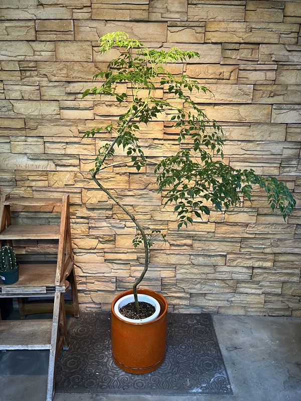 ステレオスペルマムA871