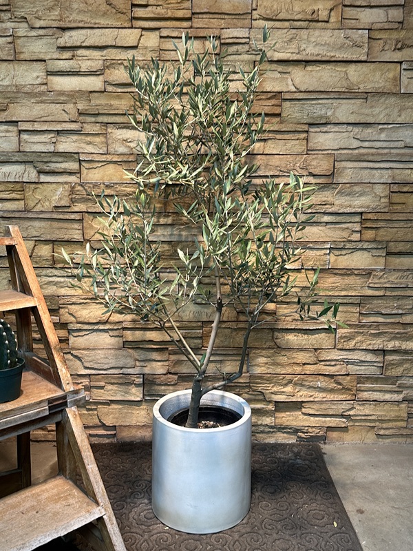 オリーブ・ピクアルA622