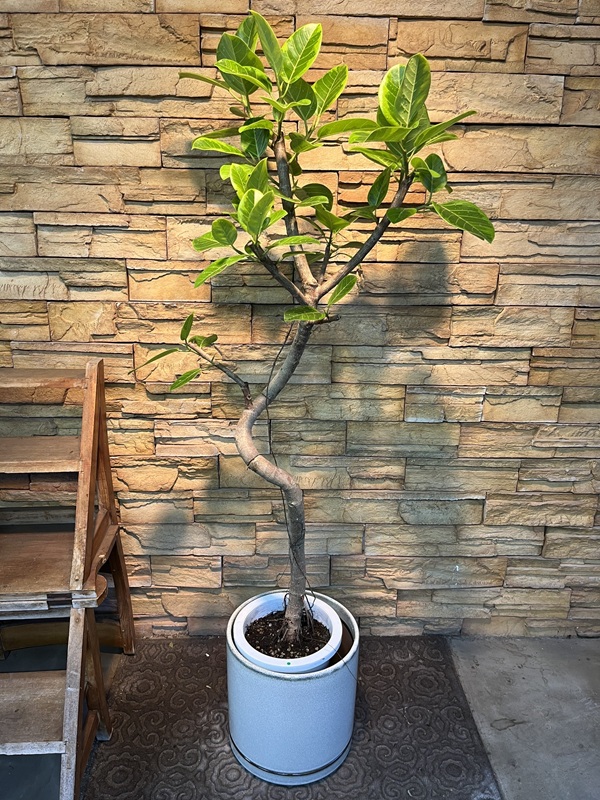 アルテシマ斑入りA873