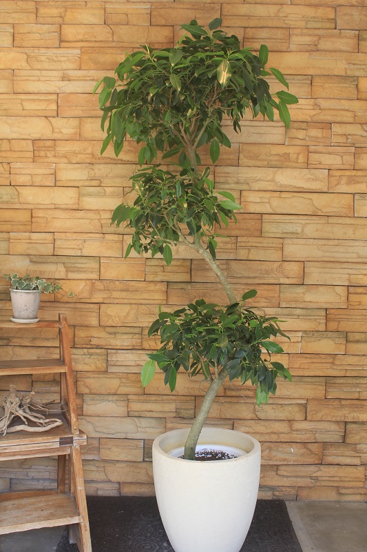 フィカス マクロフィラ154 観葉植物専門店 ワールドガーデン