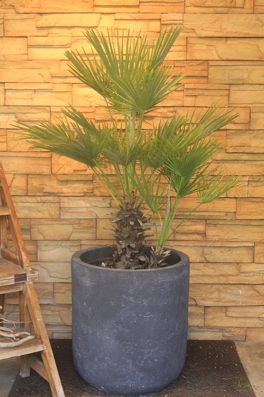 チャメロップス167｜観葉植物専門店「ワールドガーデン」