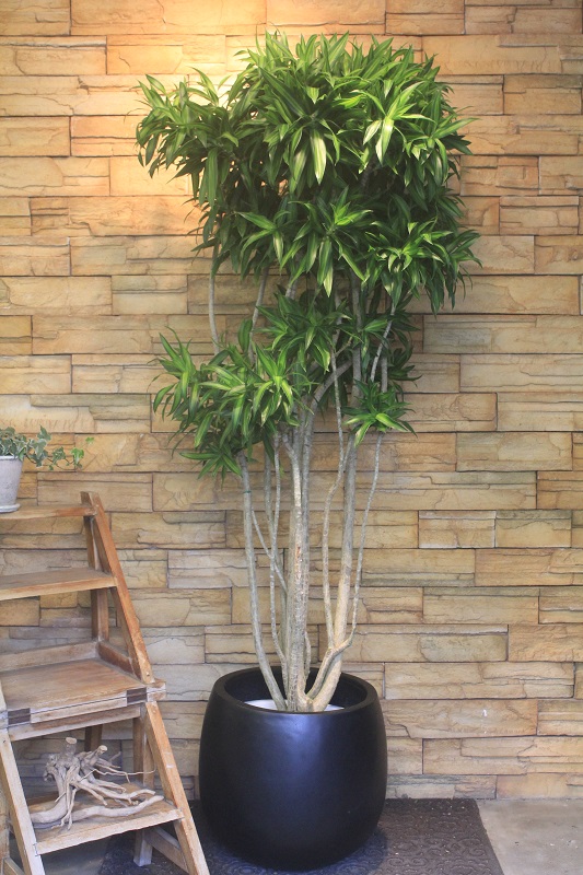 ソングオブジャマイカ56 観葉植物専門店 ワールドガーデン