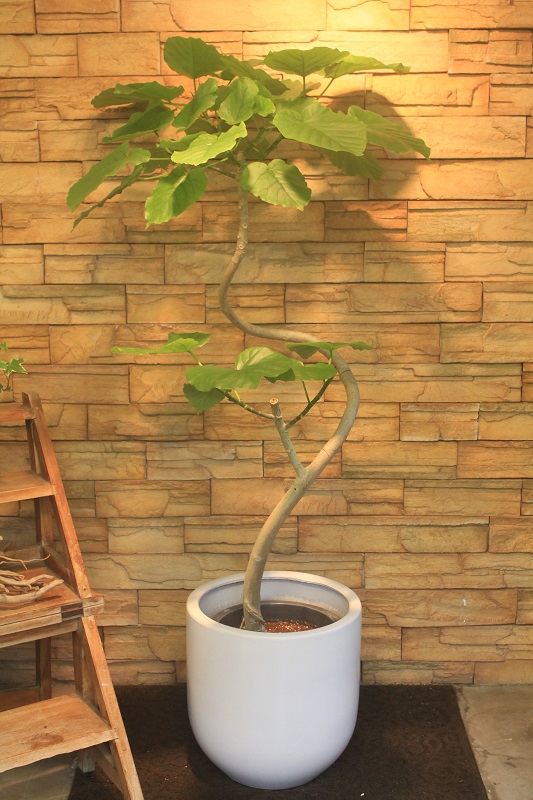 フィカス ウンベラータ353 観葉植物専門店 ワールドガーデン