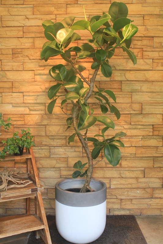 フィカス ソフィア351 観葉植物専門店 ワールドガーデン