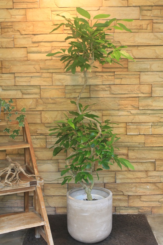 アマゾンオリーブ98 観葉植物専門店 ワールドガーデン