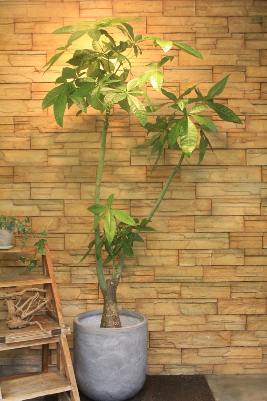 パキラ165 観葉植物専門店 ワールドガーデン