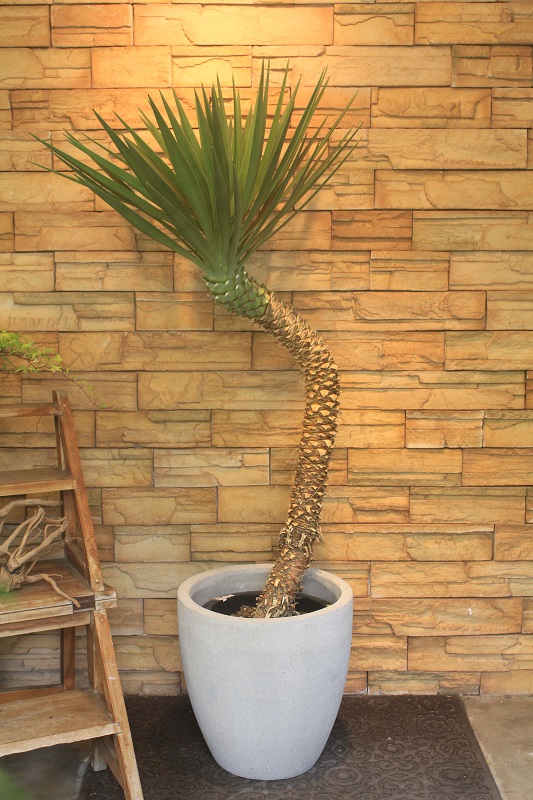 ユッカ・アロイフォリア10｜観葉植物専門店「ワールドガーデン」