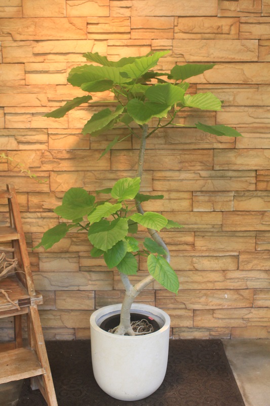 ウンベラータ371 観葉植物専門店 ワールドガーデン