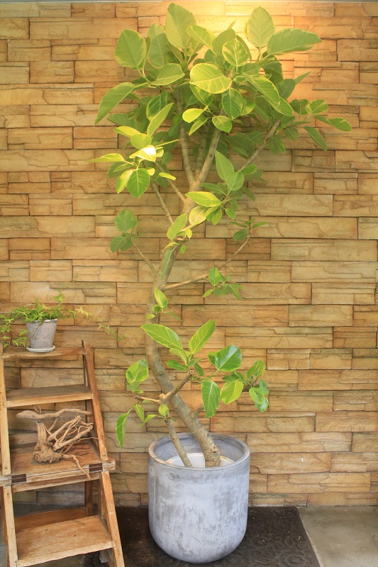 アルテシマ斑入り123｜観葉植物専門店「ワールドガーデン」