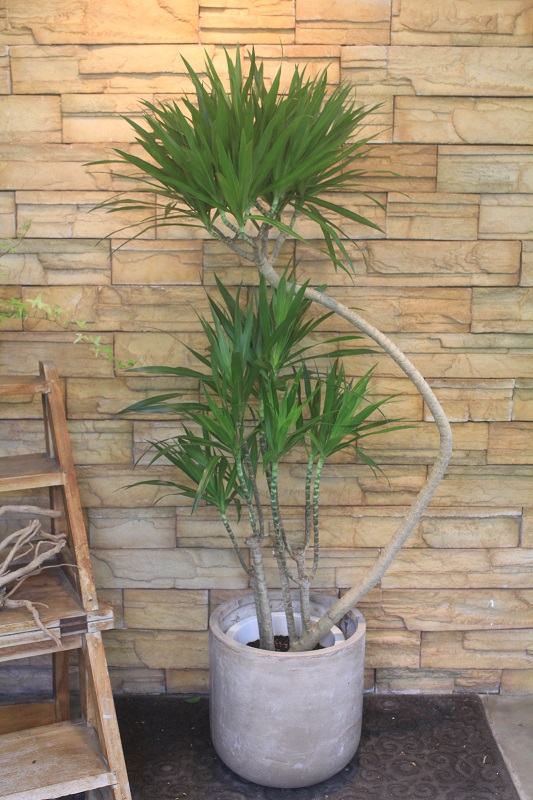 ドラセナ・ナビー169｜観葉植物専門店「ワールドガーデン」