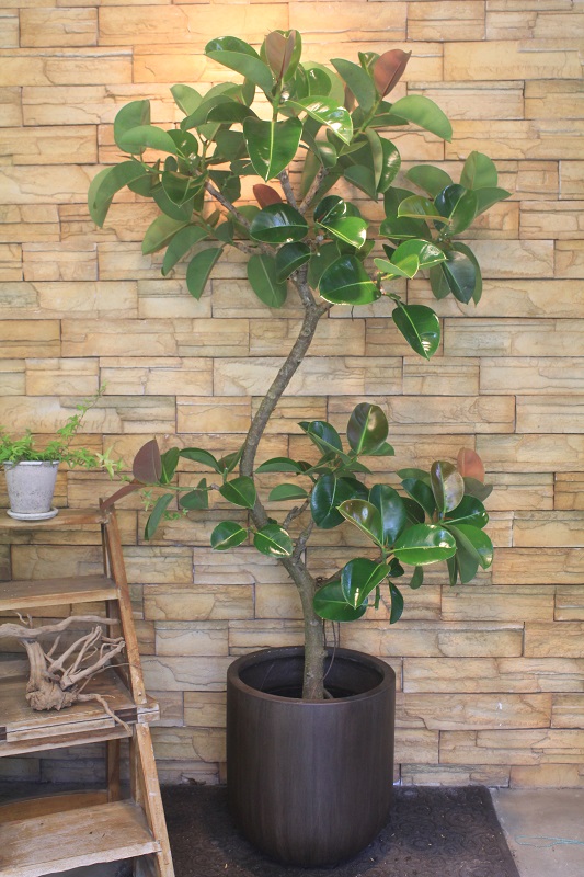 フィカス・ソフィア154｜観葉植物専門店「ワールドガーデン」