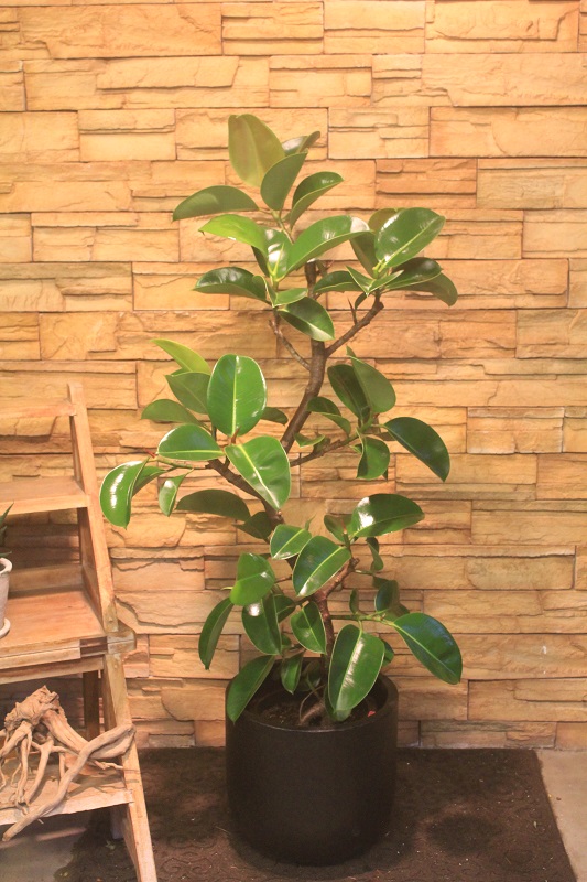 フィカス・ソフィア196｜観葉植物専門店「ワールドガーデン」
