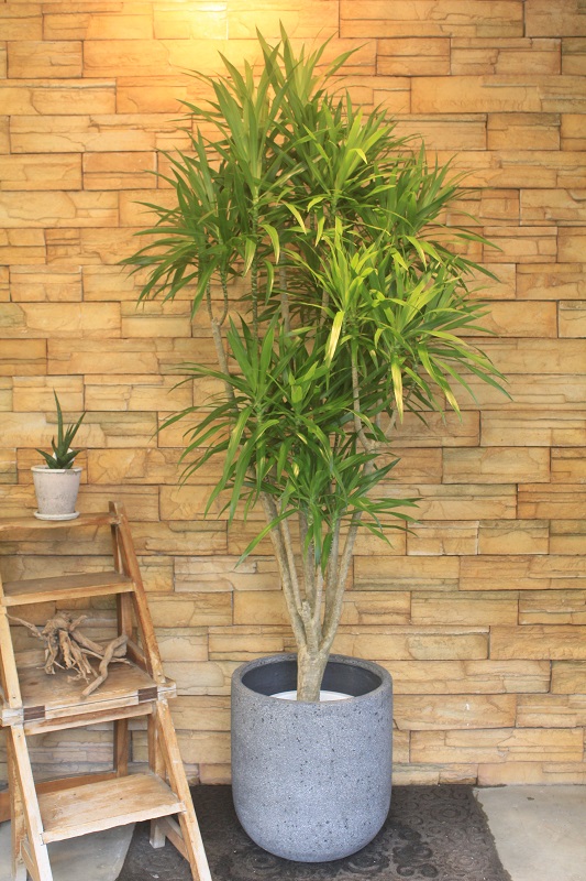 ドラセナ ナビー32 観葉植物専門店 ワールドガーデン