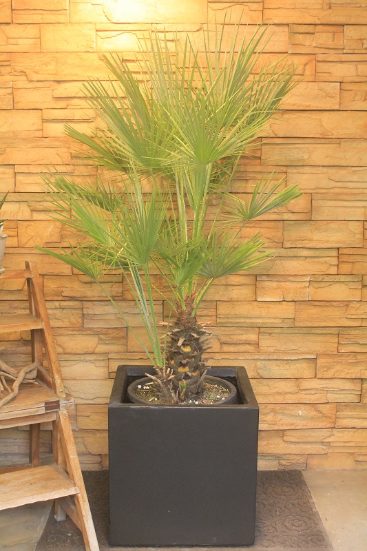 【引き取り限定】チャメロップス　フミリス　幹高60 多頭　関東近辺別途配送あり 引き取り限定】チャメロップス フミリス 幹高60 多頭 関東近辺別途配送