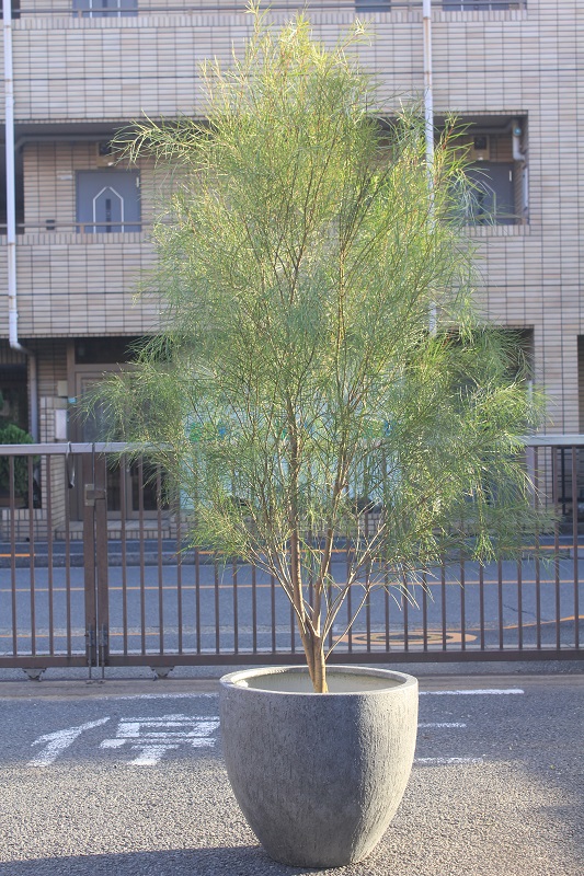 アカシア フロリバンダ 大型大株