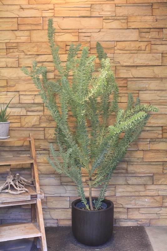 屋外用】観葉植物一覧｜都内最大級の観葉植物専門店「ワールドガーデン」