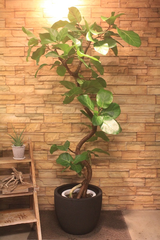 アフリカンプリンス68｜観葉植物専門店「ワールドガーデン」