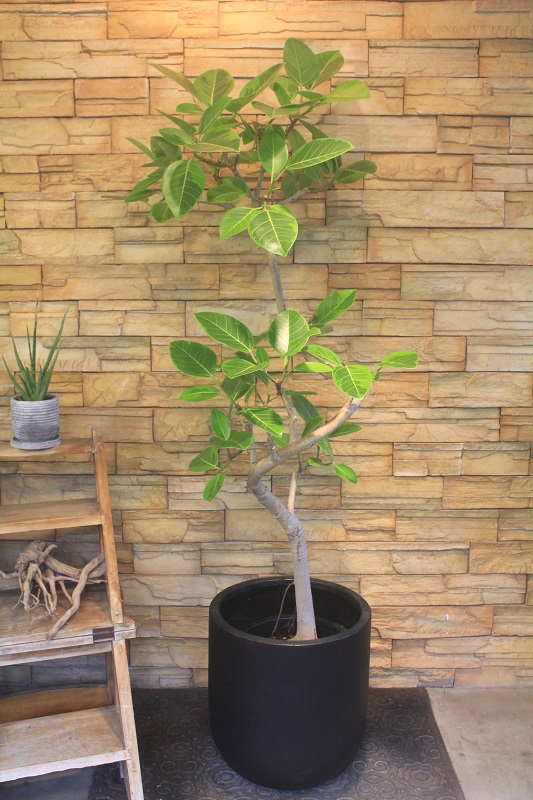 アルテシマ斑入り040｜観葉植物専門店「ワールドガーデン」