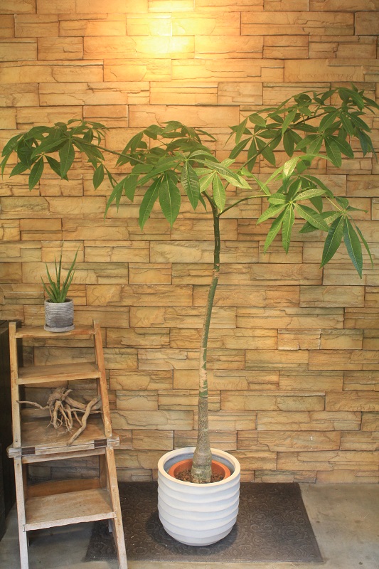 パキラ042｜観葉植物専門店「ワールドガーデン」