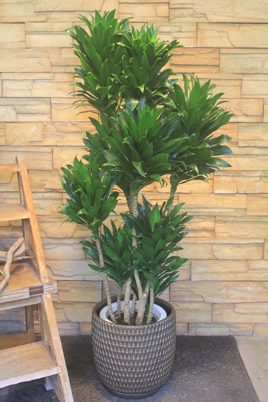 ドラセナ・コンパクタ050｜観葉植物専門店「ワールドガーデン」