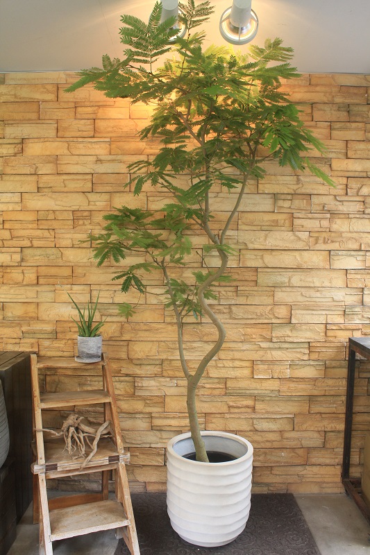 エバーフレッシュ066｜観葉植物専門店「ワールドガーデン」