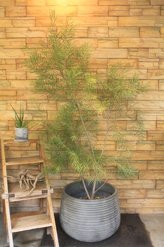 屋外用】観葉植物一覧｜都内最大級の観葉植物専門店「ワールドガーデン」