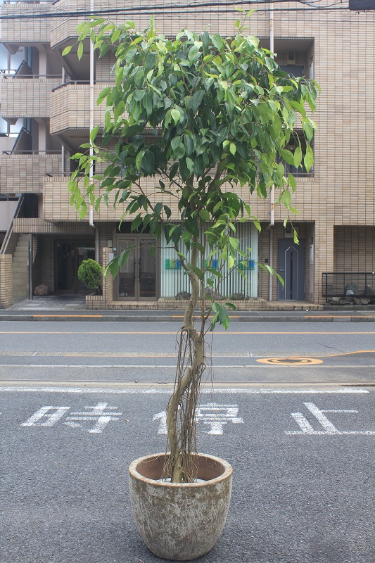 フィカス・ストリクタ079