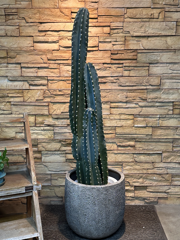 柱サボテン949｜観葉植物専門店「ワールドガーデン」