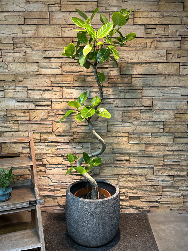 アルテシマ斑入り950｜観葉植物専門店「ワールドガーデン」