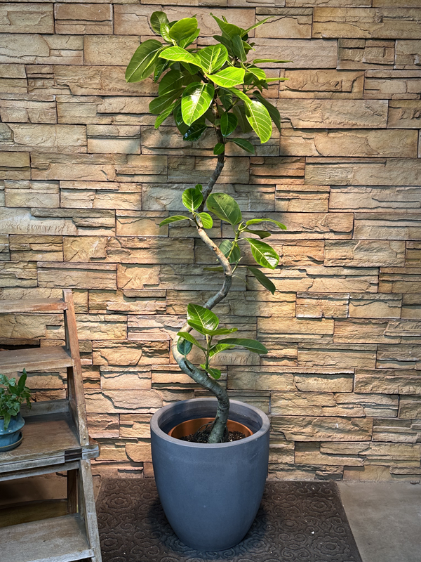 アルテシマ斑入り951｜観葉植物専門店「ワールドガーデン」