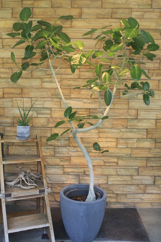 ベンガレンシス109｜観葉植物専門店「ワールドガーデン」