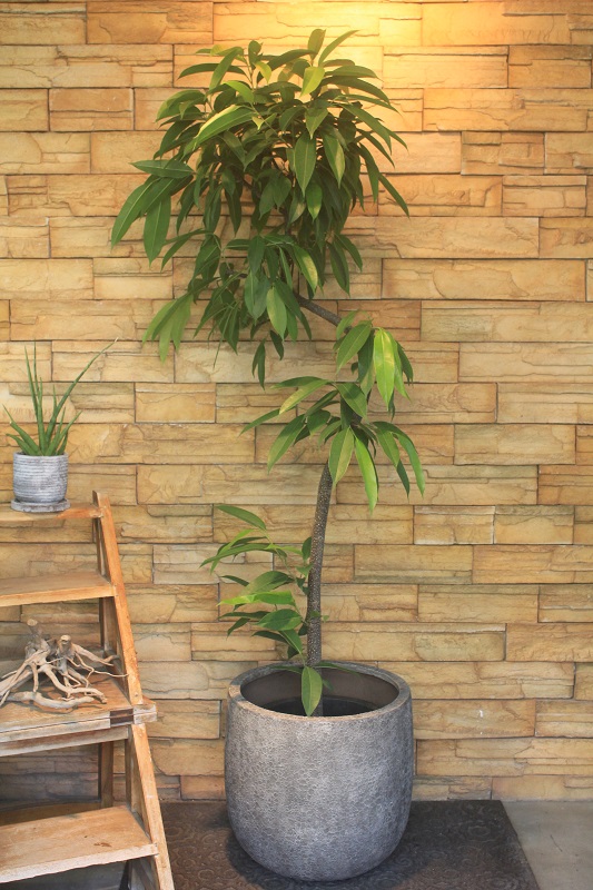 アムステルダムキング 観葉植物 約190cm