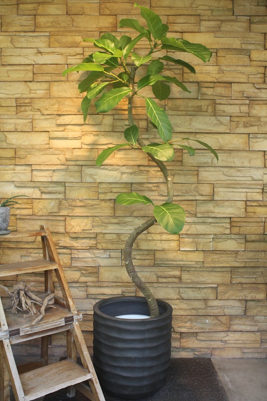 アフリカンプリンス175｜観葉植物専門店「ワールドガーデン」
